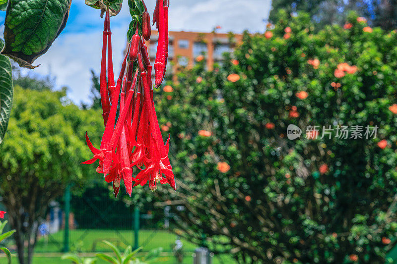 Bogotá, Colombia -  Fuchsia Triphylla or Fuchsia Thalia in the Morning Sunlight in the Garden